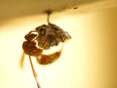 Close-up of wasps sitting on nest.