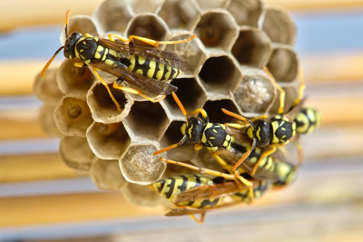 Several wasps building a nest to lay their eggs.
