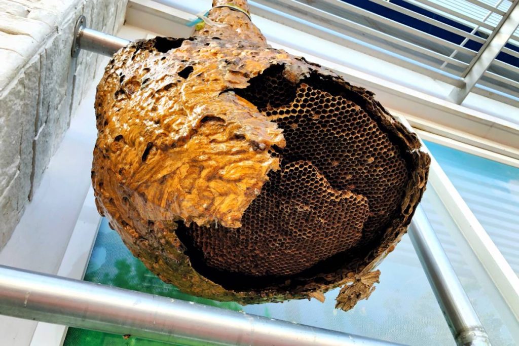 Dealing with Wasp Nests: What You Should Know?