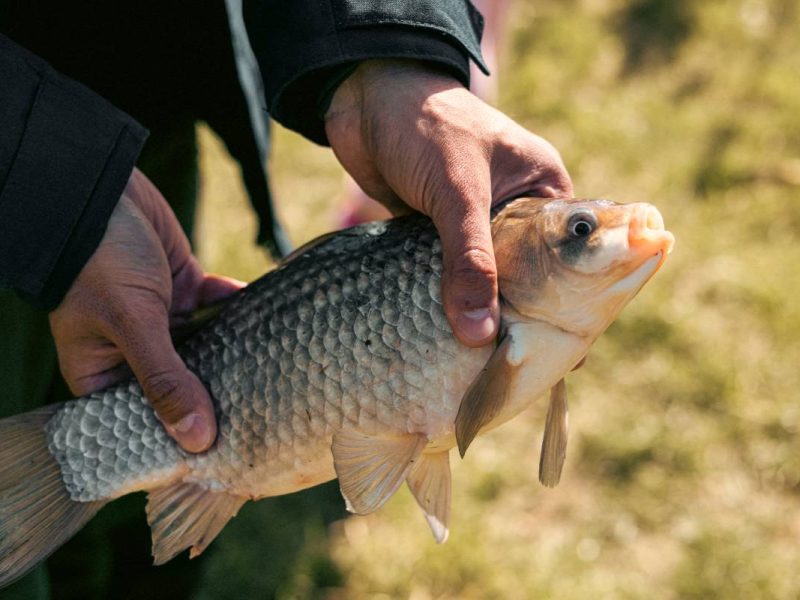 A closeup of a fishman holding a freshwater fish on the banks of a river.