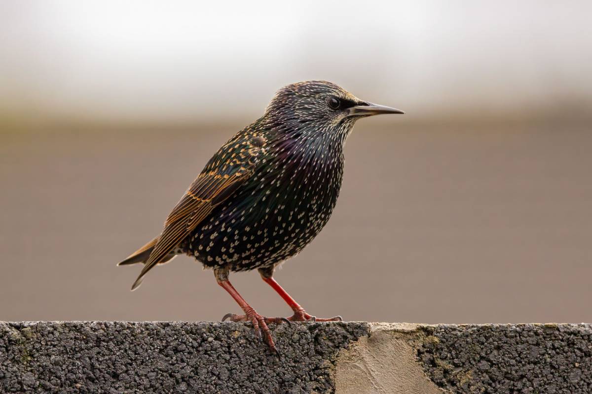 A juvenile bird perched atop a weathered concrete wall against a soft, out-of-focus background