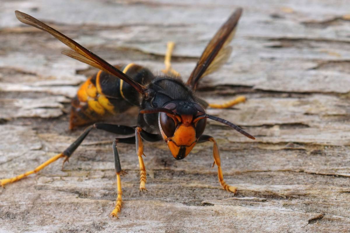 Detailed closeup on a dark colored invasive worker Asian hornet , Vespa velutina sitting on wood