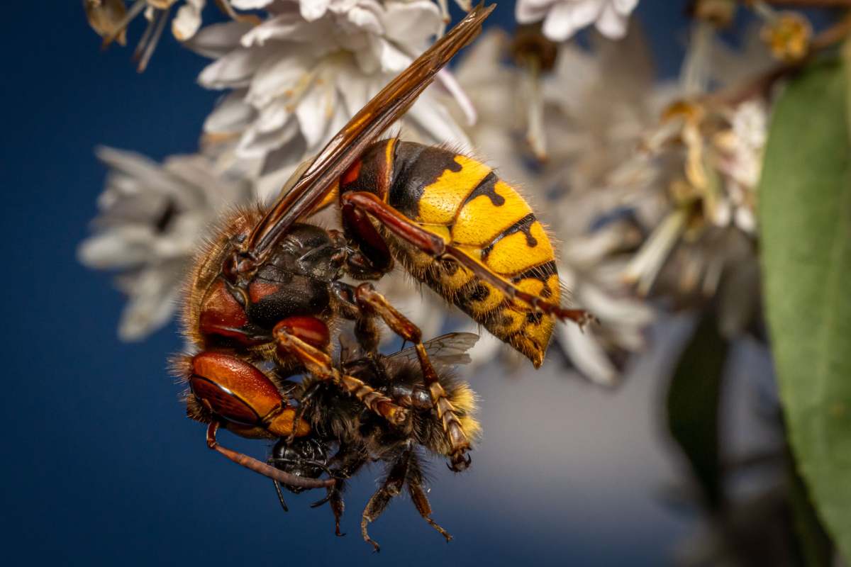 A closeup shot of the European Wasp (Vespula germanica) eating an insect