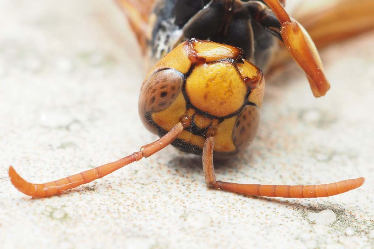 Yellow Paper Wasp (Polistes dominula)