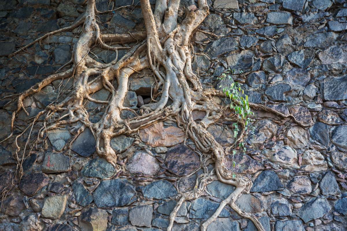 Tree root in stone wall