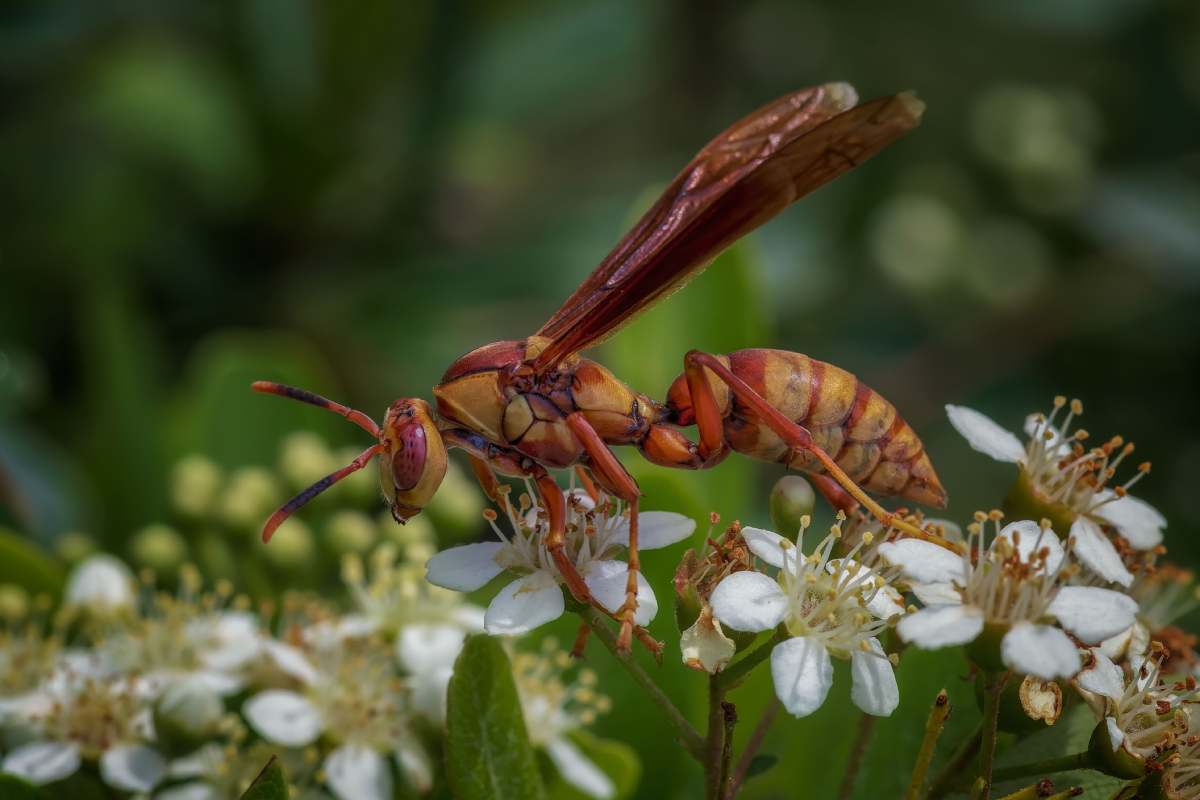 A Common Brown Paper Wasp (Ropalidia romandi) perched on a cluster of white flowers