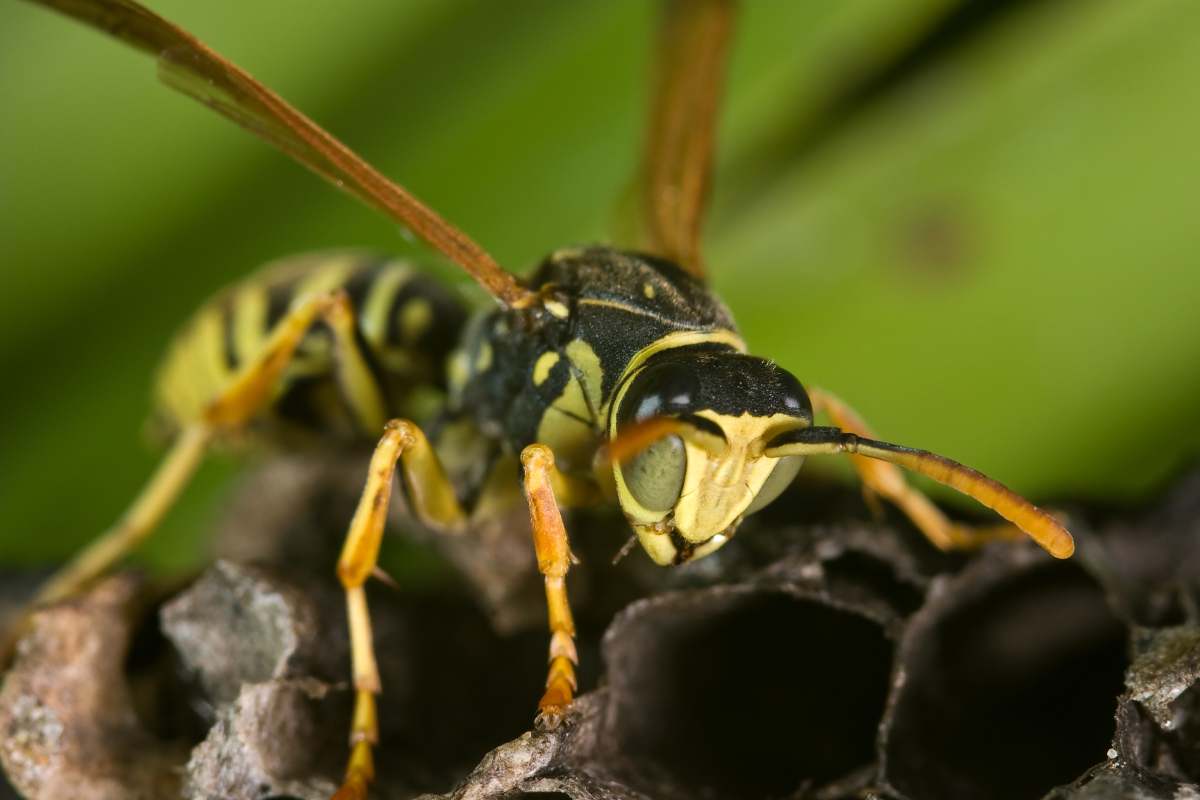 A Paper Wasp (Polistes species) Polistes bischoffi ( Weyrauch, 1937 ) of threatening aspect