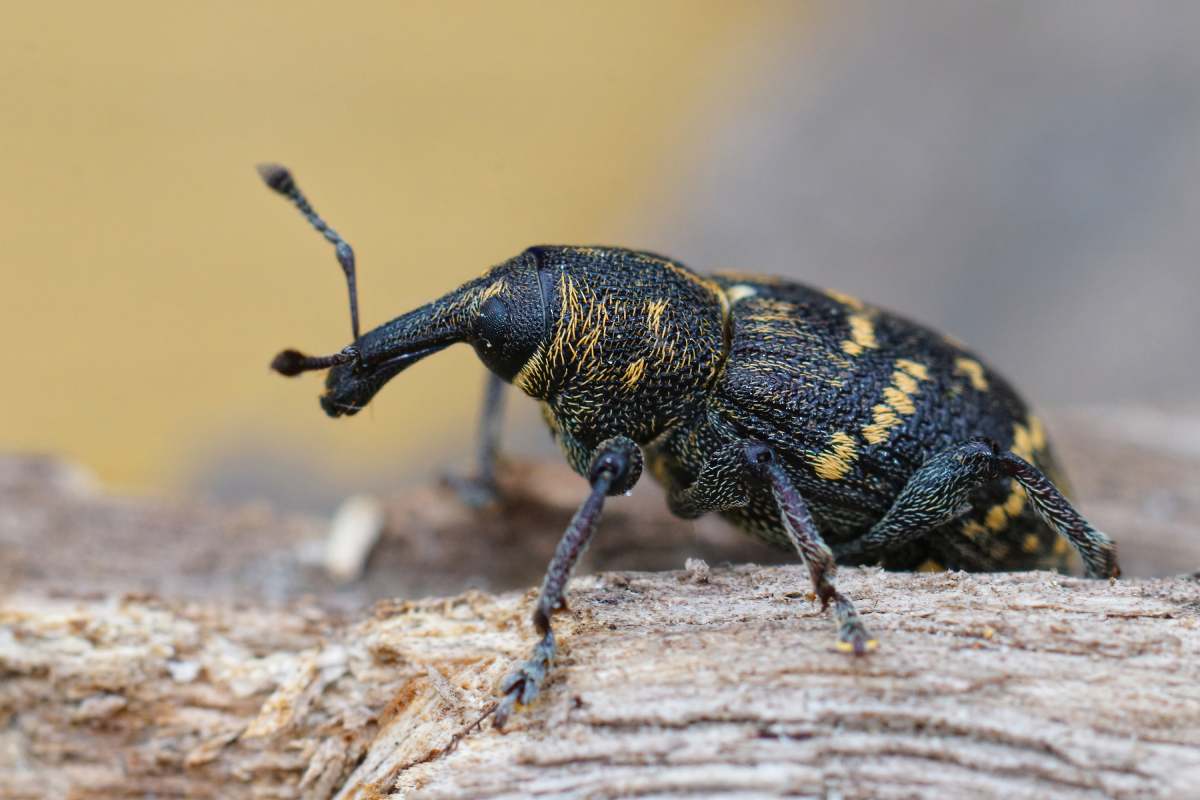 A closeup of the colorful large pine weevil, Hylobius abietis