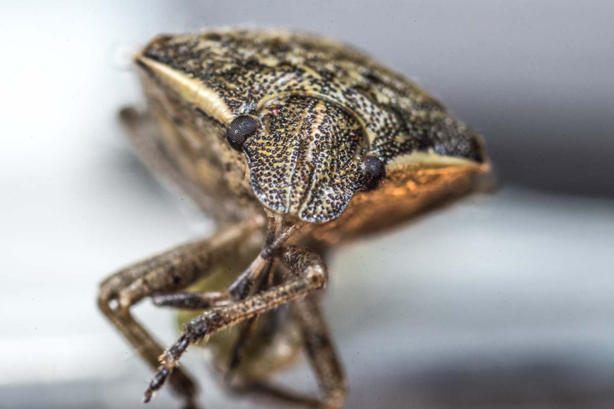 A macro shot marmorated stink bug with blurred background