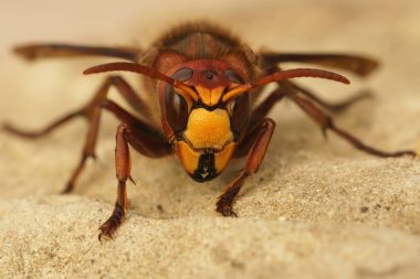 Detailed frontal closeup on a colorful yellow and red European hornet , Vespa crabro