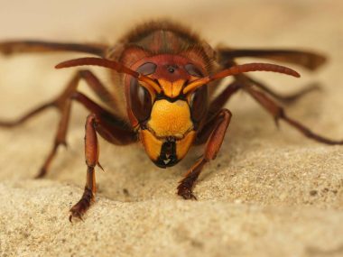 Detailed frontal closeup on a colorful yellow and red European hornet , Vespa crabro
