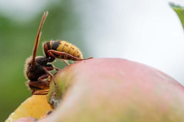 Closeup macro view of a hornet eating a ripening apple.