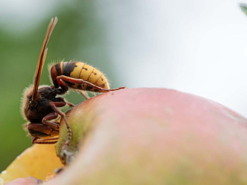 Closeup macro view of a hornet eating a ripening apple.