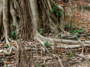 Tree root with brick wall