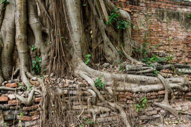 Tree root with brick wall