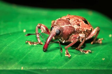 A weevil (family Curculionidae) on a leaf at night in Belize.