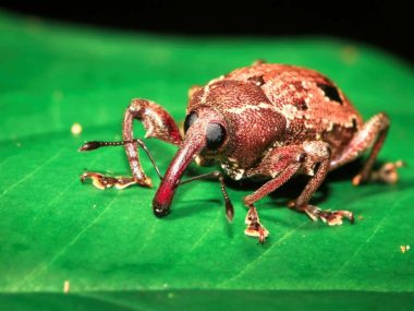 A weevil (family Curculionidae) on a leaf at night in Belize.