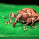 A weevil (family Curculionidae) on a leaf at night in Belize.