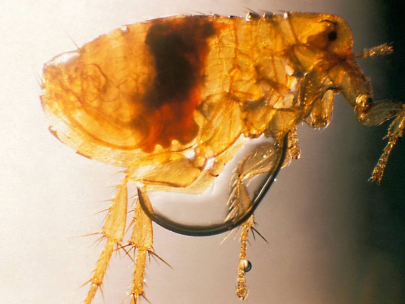 Plague infected flea