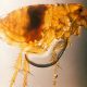 Plague infected flea