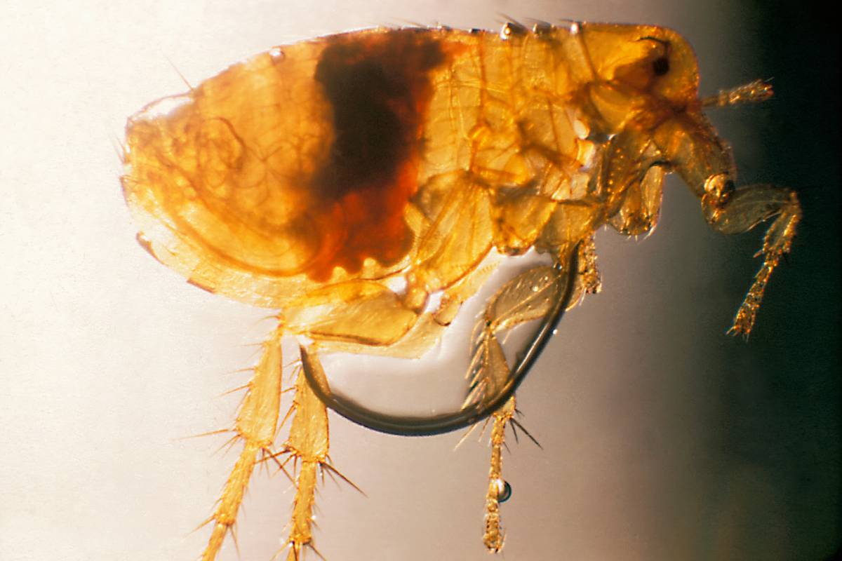 Plague infected flea